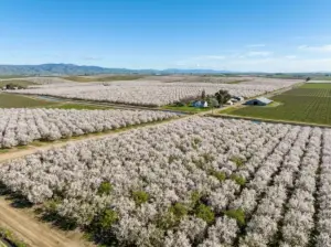 Almond_orchards_in_full_bloom